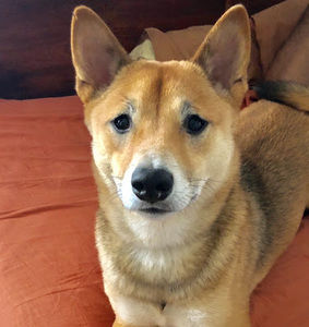 Meet your Posher, Anibal